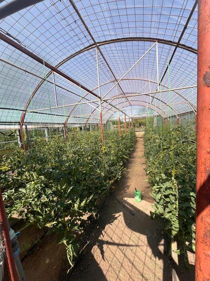 Gospodarie de vanzare - 2