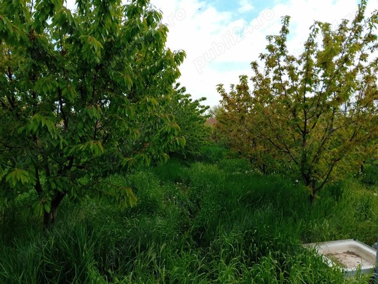 Casa Teremia Mare SI plantatie - 2