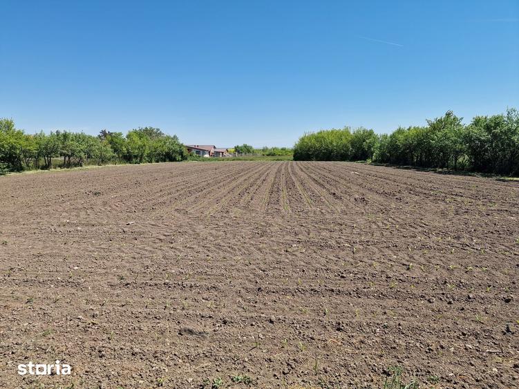 Casă cu 6 camere cu Teren 4780 Mp în Homorog