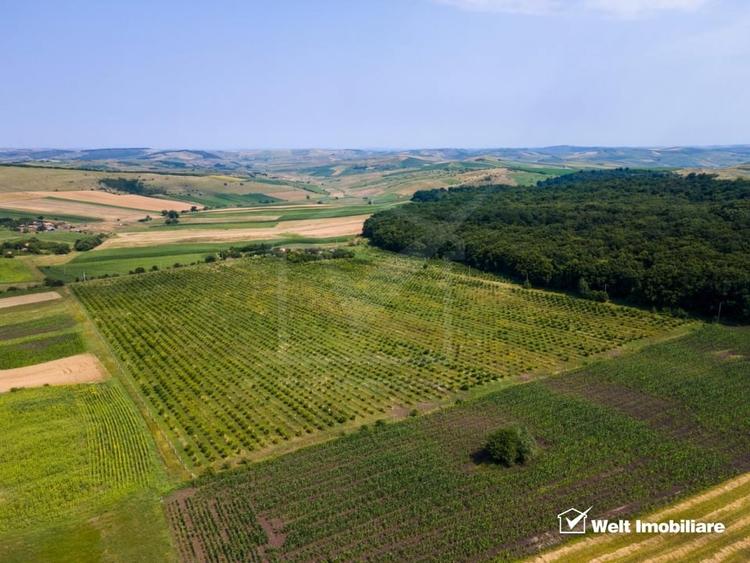 Teren intravilan de 78200 mp, în Frata