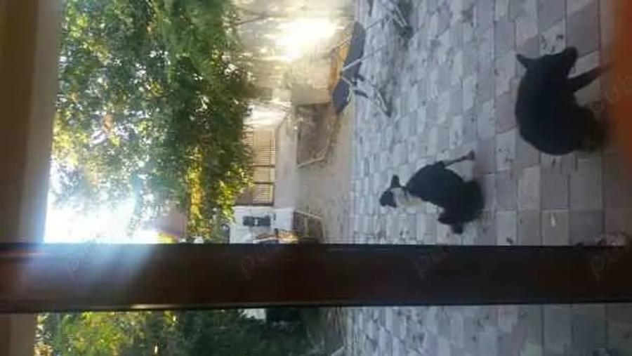 Casă cu 3 camere cu Teren 230 Mp în Central