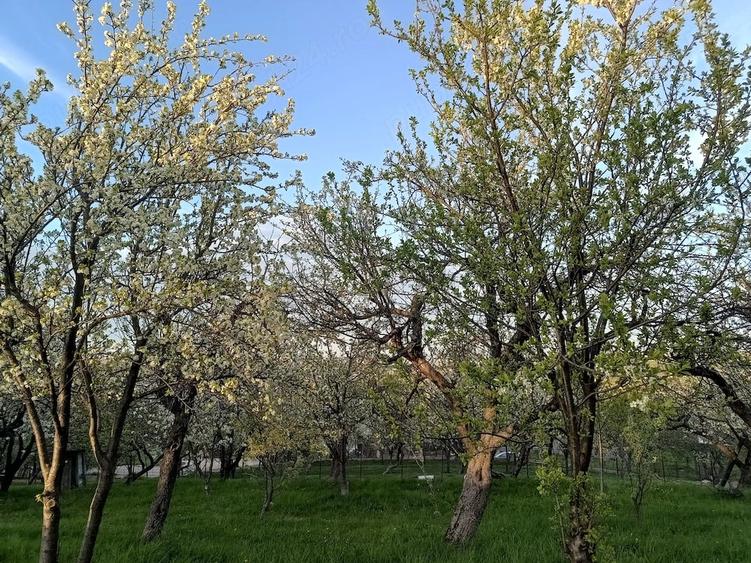 Teren de 2000 mp, în Adâncata