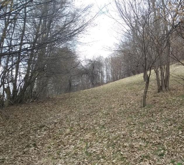Teren de 6333 mp, în Brebu