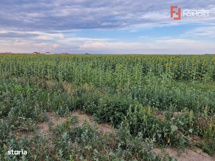 Teren intravilan de 2100 mp de vanzare in Remetea Mare - 3