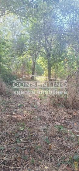 Casă cu Teren 3167 Mp în Măgura