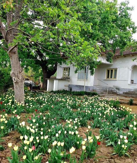 Casă individuală cu 5 camere cu Teren 4260 Mp în Seimeni