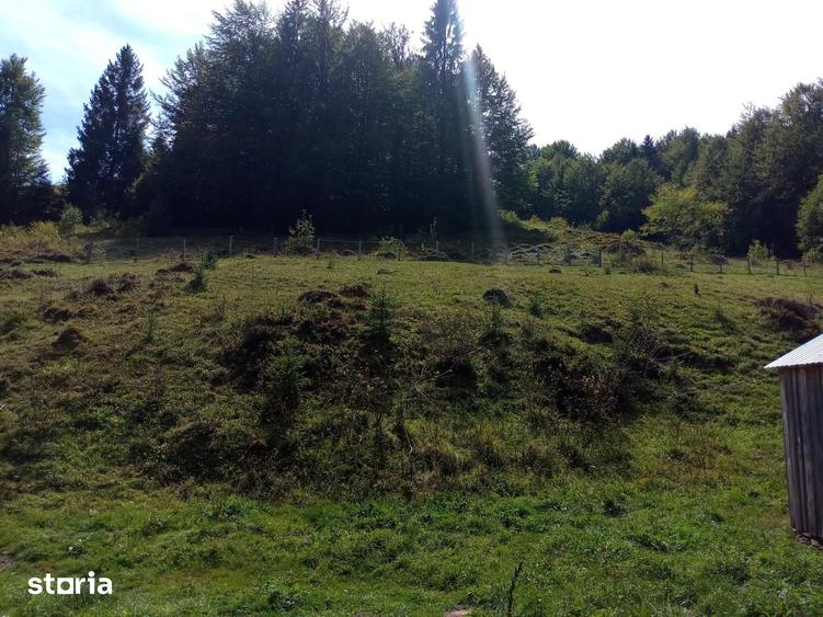Teren de 56000 mp, în Arieșeni