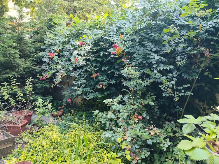 Inchiriez camera spa?ioasa (25 mp) in interiorul unei case la curte cu gradina frumoasa - 1
