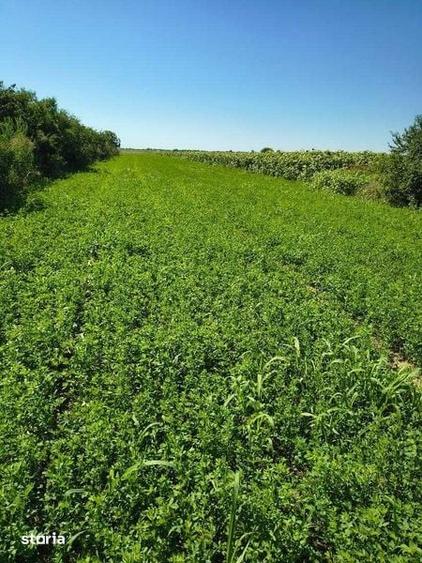 Vand teren intravilan la 25 min de Ploiesti 5000 mp -5 euro mp - 1
