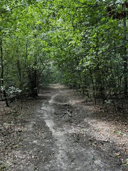 Raritate absolută: Teren 20.000 mp în inima Padurii Băneasa - 2