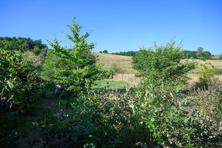 Teren intravilan de 3600 mp, în Dobreni