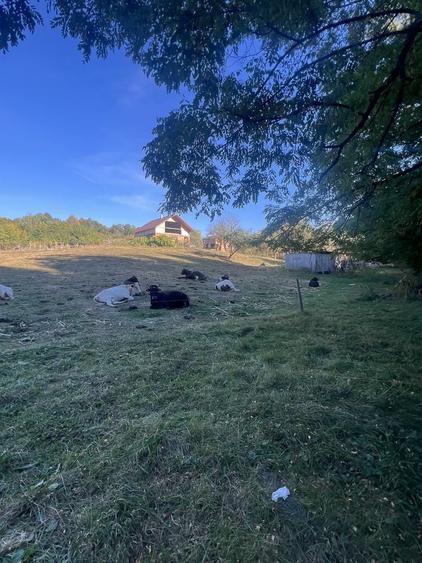Teren de 5500 mp, în Tutana