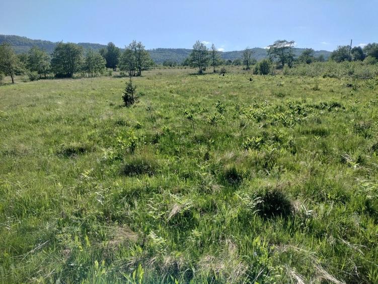 Teren de 5000 mp, în Vicovu de Sus