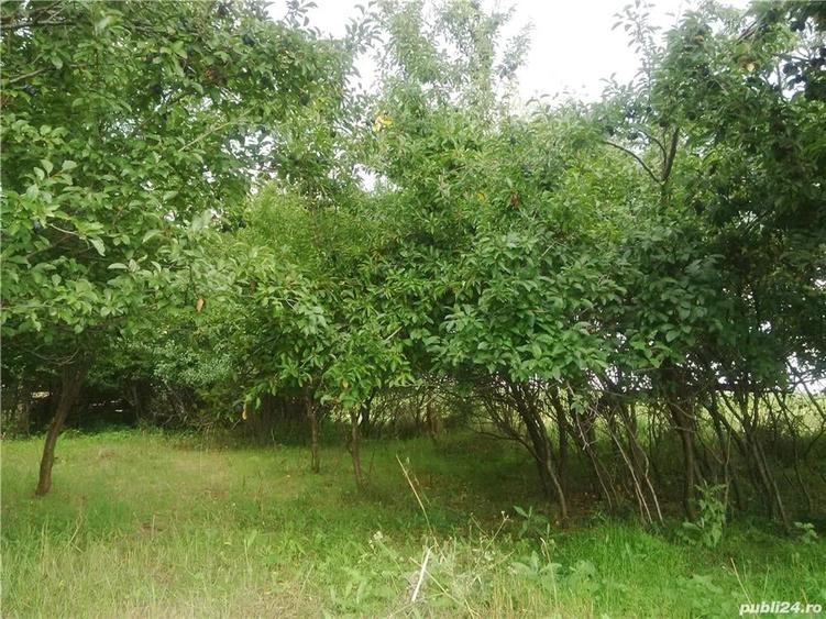 Teren de 7050 mp, în Albota