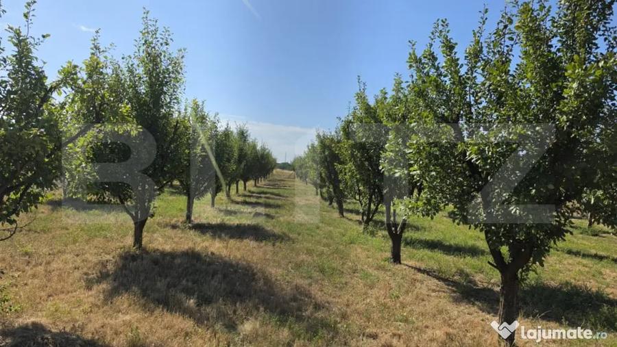 Casă cu 4 camere cu Teren 5000 Mp în Sud