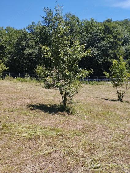 Teren de 6385.6 mp, în Berislăvești