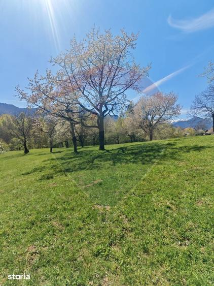 Ocazie! Teren 9735 mp Bran- Predelut / Strada Pe Tarina nr. 70A - 16