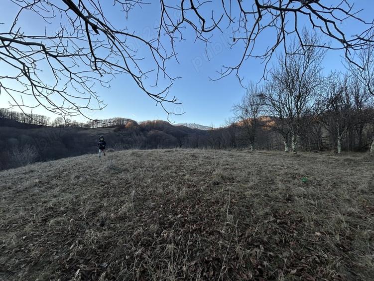 Teren de 4000 mp, în Gurguiata