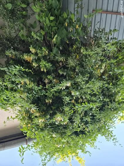 Vand Casa zona Calea Dumbravii-strada Bacovia 585.000 - 1