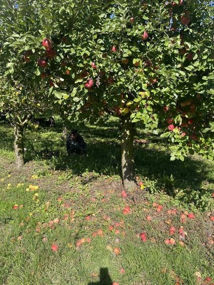 Casă cu 3 camere în Săliște