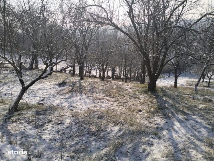 Teren de 5950 mp, în Scorțeni
