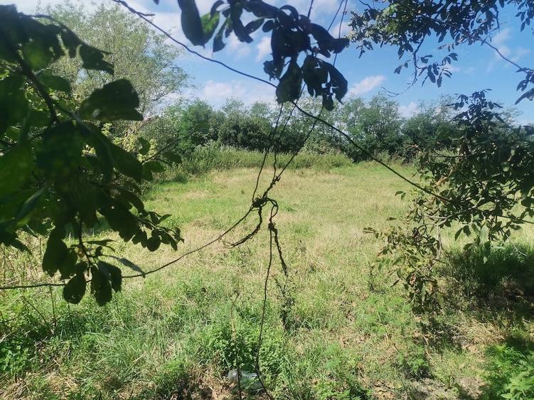 Casă cu Teren 2300 Mp în Doba