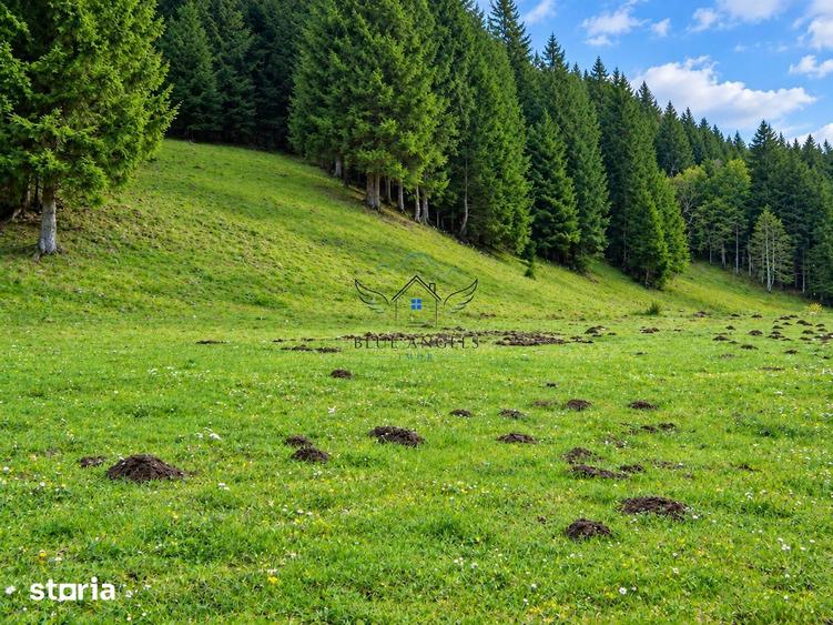 1100mp cu vedere spre Piatra Craiului, Plaiul Foii, Zarnesti - 2