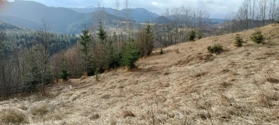 Teren de vanzare Bucovina - 5