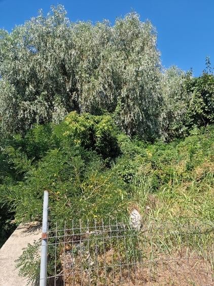 Teren Construcții intravilan de 5100 mp, în Pătlăgeanca