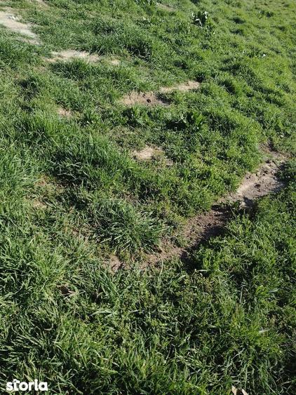 Poiana -Teren intravilan de vanzare, acces asfaltat - 5