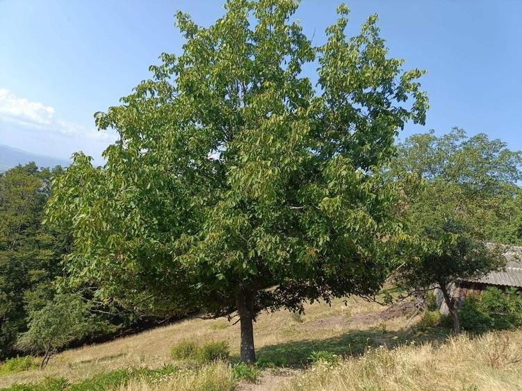 Casă cu 4 camere în Călene
