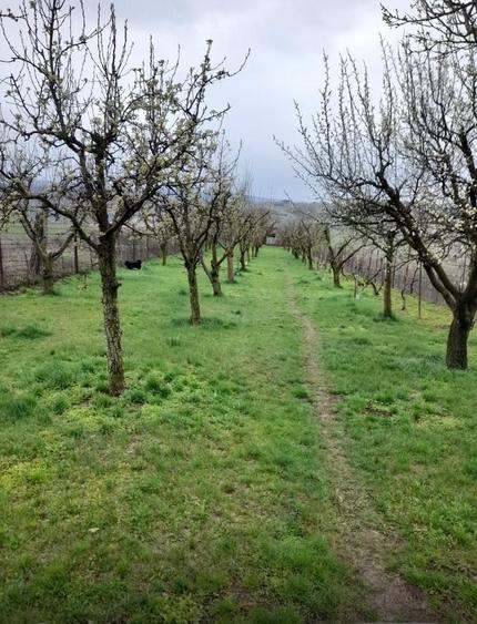 Teren de 2000 mp, în Dezmir