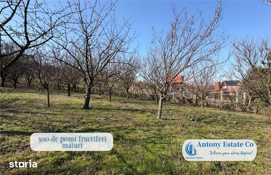 Antony Estate | Casa cu Livada proprietate deosebita, 300 pomi fruct - 5
