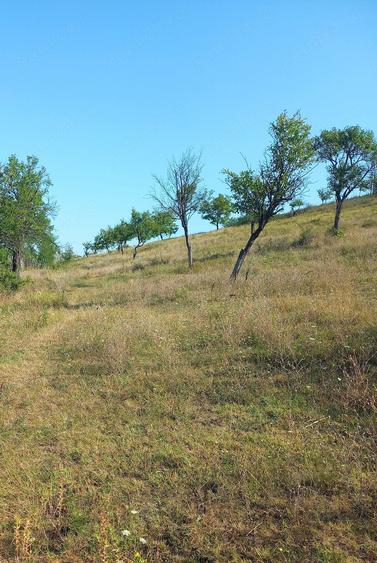 Teren de 82000 mp, în Roșiile