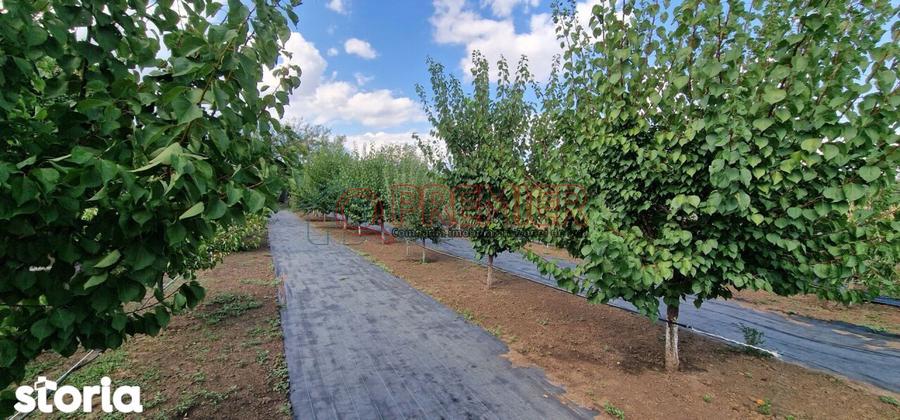Casă cu 5 camere cu Teren 4000 Mp în Central