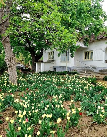 Casă individuală cu 5 camere cu Teren 4260 Mp în Seimeni