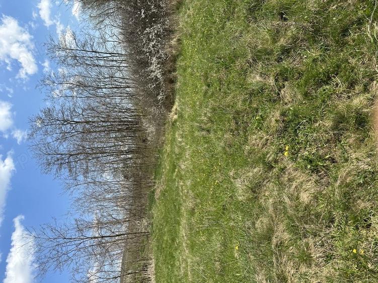 Teren de 700 mp, în Crăești