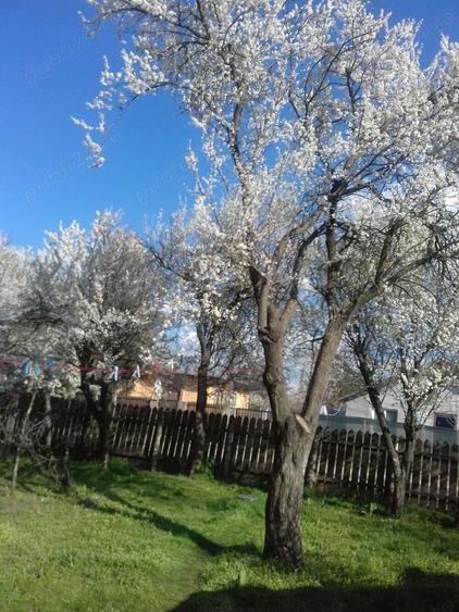 Vanzare casa Lehliu Gara - 5