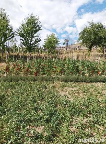 Casa cu 6 ha de teren - 1