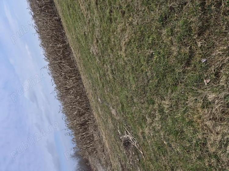 Teren premium intravilan Dealul Gro?ilor, Baia Mare - 2