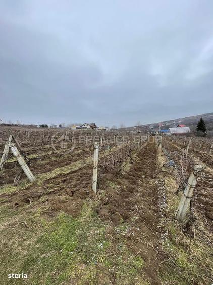 Teren intravilan 2.617mp, Chicerea, comuna Tomesti - 4