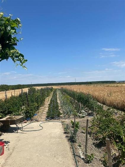 RECO Casa 3 Camere Cu Teren Generos In Felcheriu - 17