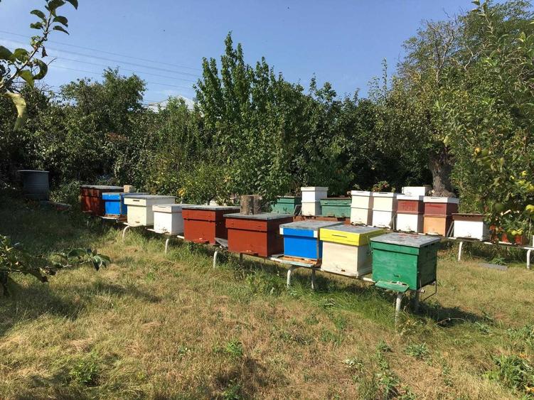 Casa la tara Ireasca-Gohor Galati - 4