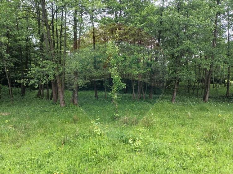 Vânzare casa la munte - zona turistica - Baia de Fier - 31