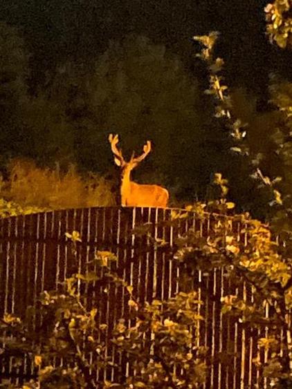 FILM &3D!! Arta si design in incantarea naturii, oportunitate rezidential/ turis - 32