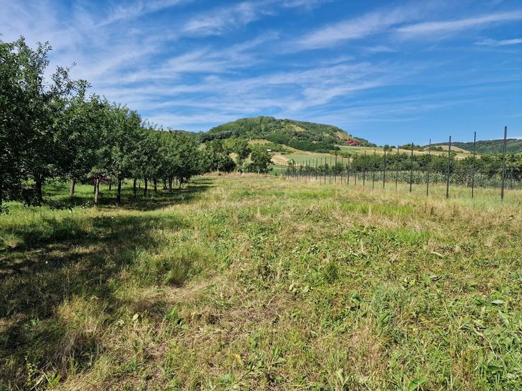 Teren intravilan de vanzare Uileacu de cris - 4