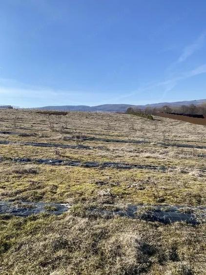 Teren extravilan de vanzare in Sfantu Gheorghe - 1