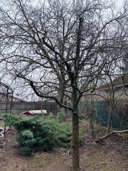 Vand Casa+teren , sat Nuci - 6