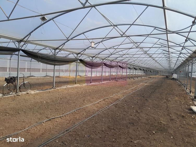 Vanzare Teren 3100 Mp - Sat Rosiori (Il) - 2