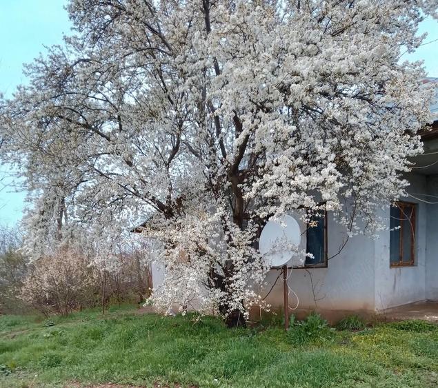 Casa din boltari vis-a-vis de gara Urleasca, jud. Braila - 4